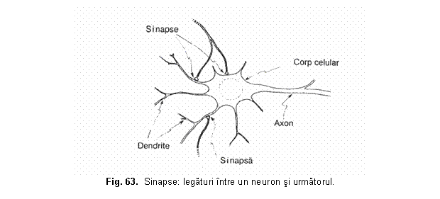 Text Box: 
Fig. 63. Sinapse: legaturi ntre un neuron si urmatorul.
